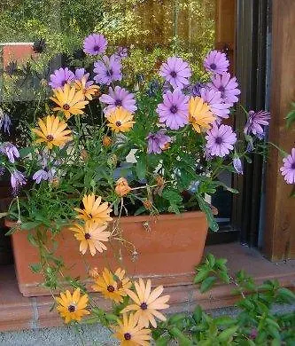 营地 露营国际米兰迪卡斯特儿福萨诺酒店